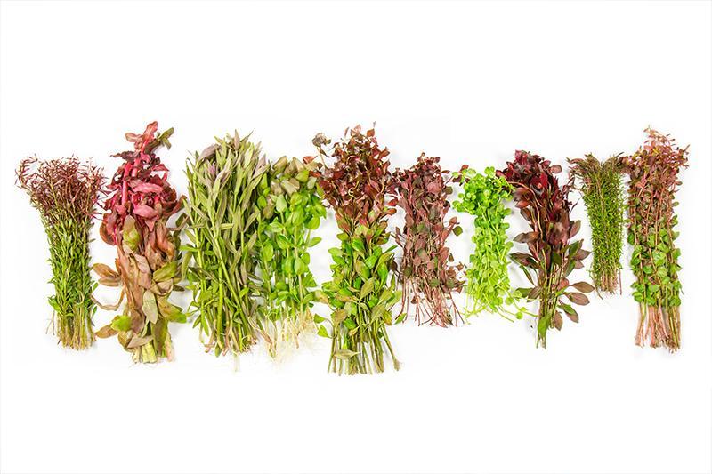 Dutch Stem Plant Pack Aquatic Plant - Buce Plant