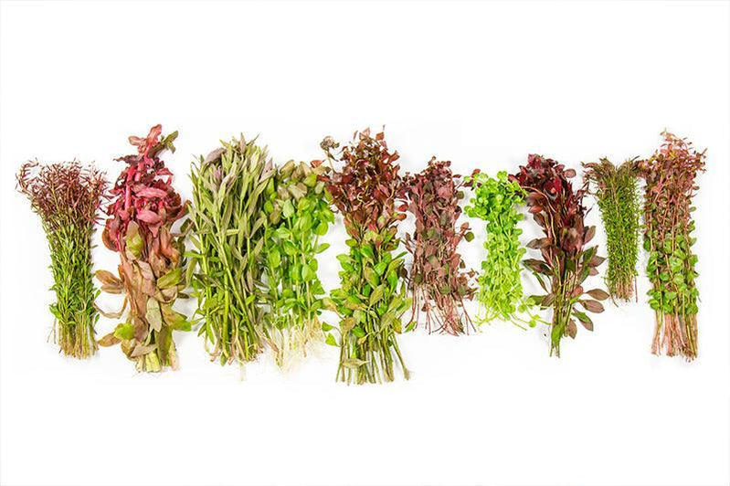 Aquarium Plant Packs For Planted Tanks At Buce Plant