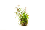 Studio Aquatica Wabi Kusa Substrate Ball Wabikusa - Buce Plant