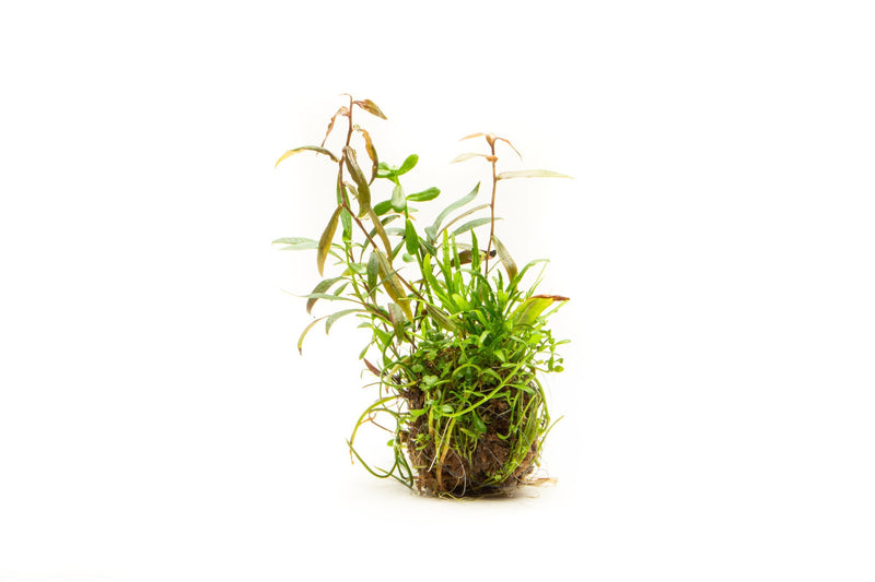 Studio Aquatica Wabi Kusa Substrate Ball Wabikusa - Buce Plant