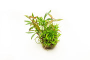 Studio Aquatica Wabi Kusa Substrate Ball Wabikusa - Buce Plant