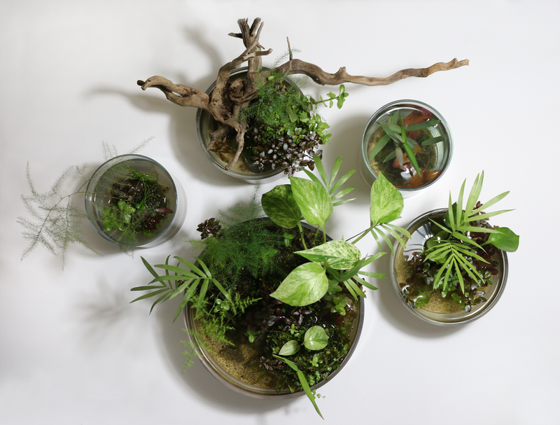 Studio Aquatica Wabi Kusa Substrate Ball Wabikusa - Buce Plant