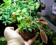Studio Aquatica Wabi Kusa Substrate Ball Wabikusa - Buce Plant