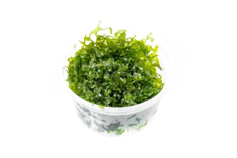 Healthy green Subwassertang aquatic plant from IS, showing its delicate, leafy appearance suitable for freshwater aquariums.