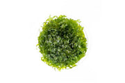 Healthy Subwassertang aquatic plant from IS, showcasing its lush, green, textured aquatic plant in a natural aquatic environment.