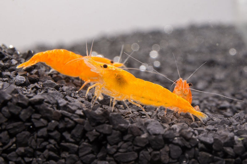 Fresh Sunkist Orange Shrimp by JA, raw seafood with vibrant orange color, ready for cooking or serving.