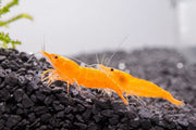 Fresh Sunkist Orange Shrimp from JA, showcasing vibrant orange color and plump, raw seafood ready for cooking or eating.