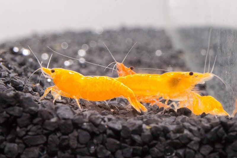 Fresh Sunkist Orange Shrimp by JA, showcasing vibrant, peeled shrimp with bright orange coloration on a white background.