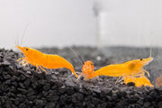 Fresh Sunkist Orange Shrimp from JA, showcasing vibrant, peeled shrimp ready for cooking or serving.