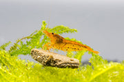 Tangerine Tiger Shrimp Shrimp - Buce Plant