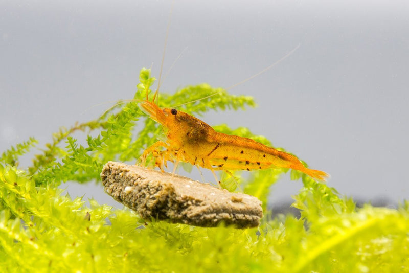 Tangerine Tiger Shrimp Shrimp - Buce Plant