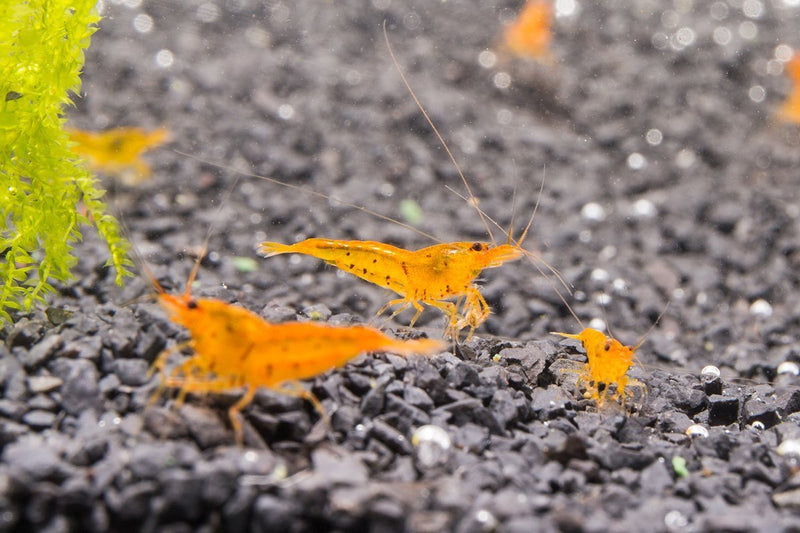 Tangerine Tiger Shrimp Shrimp - Buce Plant