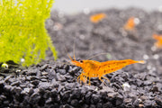 Tangerine Tiger Shrimp Shrimp - Buce Plant