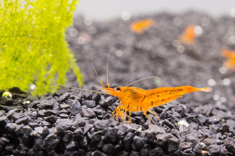 Tangerine Tiger Shrimp Shrimp - Buce Plant