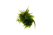 Healthy Taxiphyllum Sp Spiky Moss aquatic plant from IS, showcasing dense, bright green foliage suitable for aquariums.