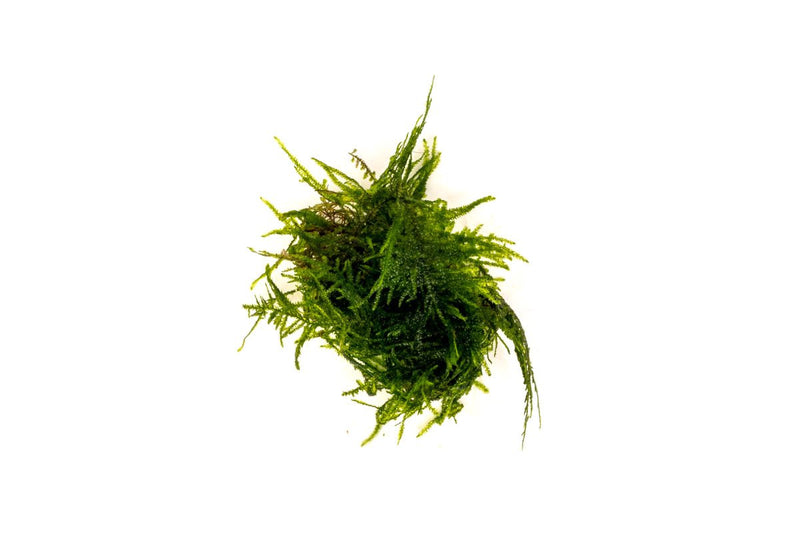 Healthy Taxiphyllum Sp Spiky Moss aquatic plant from IS, showcasing dense, bright green foliage suitable for aquariums.