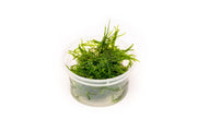 Healthy Taxiphyllum Sp Spiky Moss aquatic plant from IS, showcasing lush, bushy green moss suitable for freshwater aquariums.