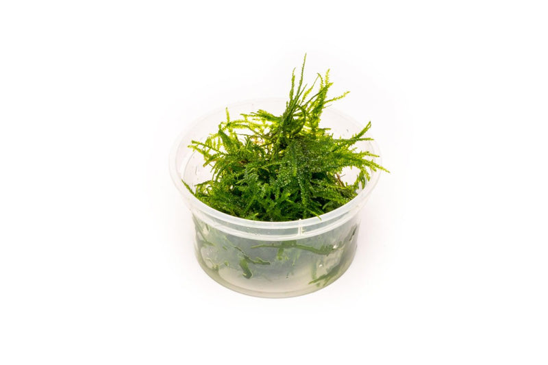 Healthy Taxiphyllum Sp Spiky Moss aquatic plant from IS, showcasing lush, bushy green moss suitable for freshwater aquariums.