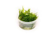 Healthy Taxiphyllum Sp Spiky Moss aquatic plant from IS, showcasing dense, lush green moss suitable for aquariums.