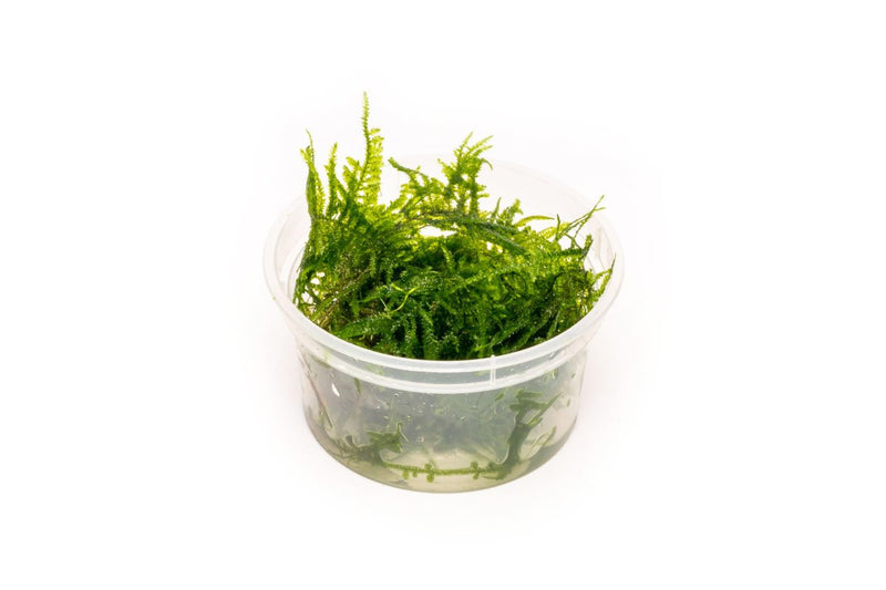 Healthy Taxiphyllum Sp Spiky Moss aquatic plant from IS, showcasing dense, lush green moss suitable for aquariums.