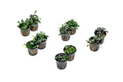 Team Buce Plant Potted Starter Pack Bucephalandra - Buce Plant