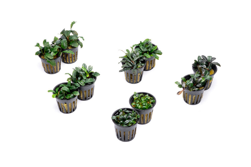 Team Buce Plant Potted Starter Pack Bucephalandra - Buce Plant