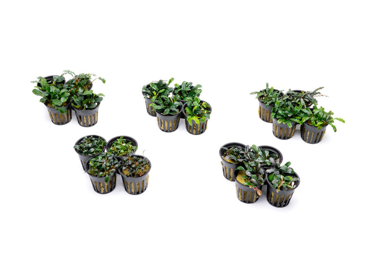 Team Buce Plant Potted Starter Pack Bucephalandra - Buce Plant
