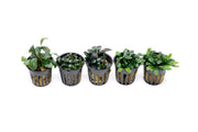 Team Buce Plant Potted Starter Pack Bucephalandra - Buce Plant