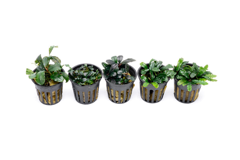 Team Buce Plant Potted Starter Pack Bucephalandra - Buce Plant