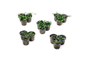 Team Buce Plant Potted Starter Pack Bucephalandra - Buce Plant