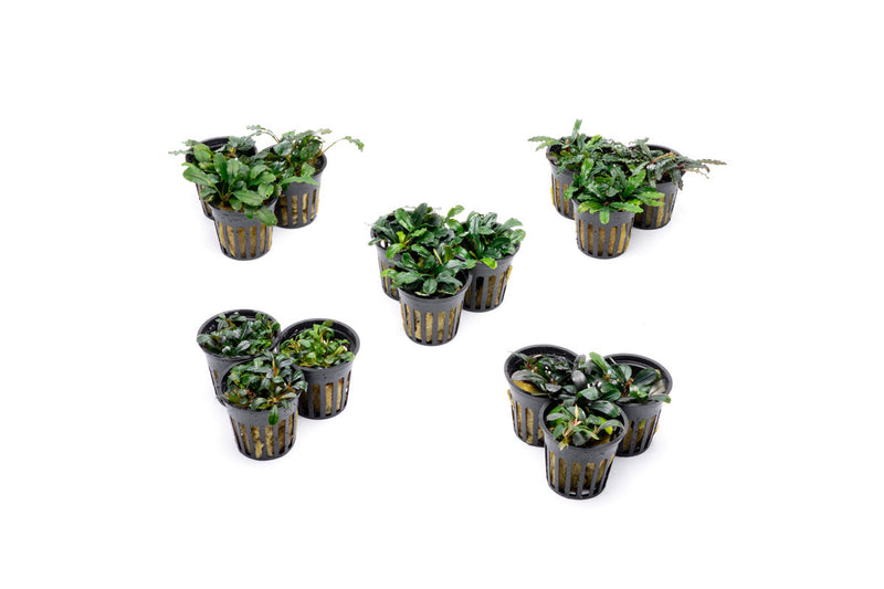 Team Buce Plant Potted Starter Pack Bucephalandra - Buce Plant