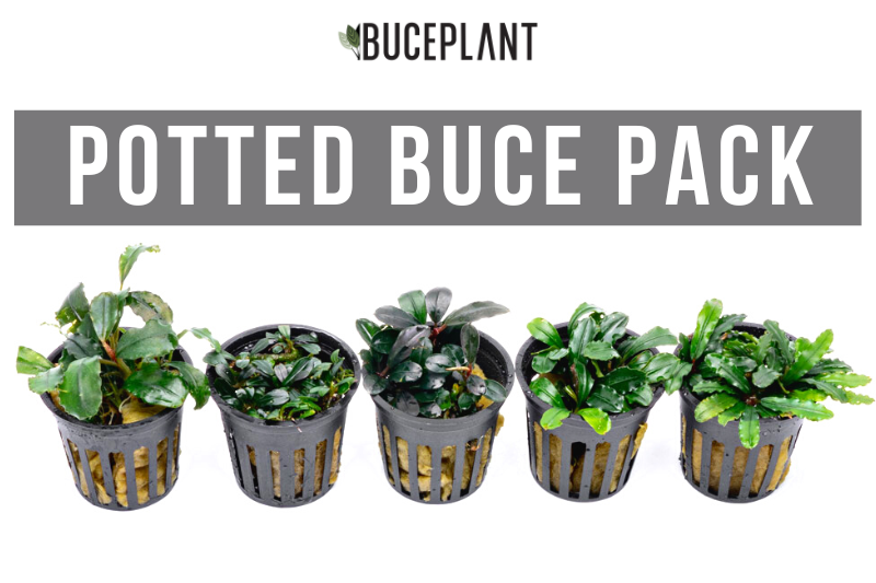 Team Buce Plant Potted Starter Pack Bucephalandra - Buce Plant