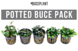 Team Buce Plant Potted Starter Pack