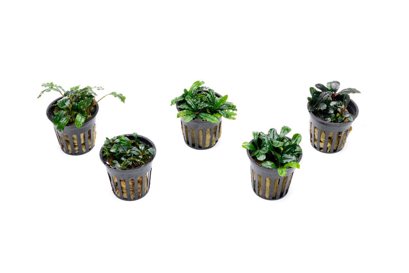 Team Buce Plant Potted Starter Pack Bucephalandra - Buce Plant