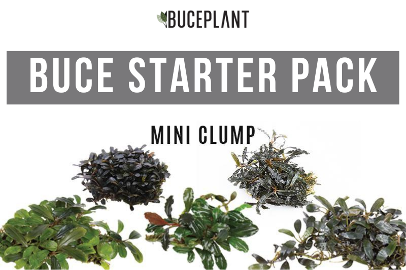 Team Buce Plant Starter Pack Bucephalandra - Buce Plant