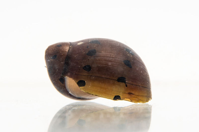 JA Tiger Nerite Snails, small freshwater snails with distinctive striped shells, ideal for aquarium algae control.
