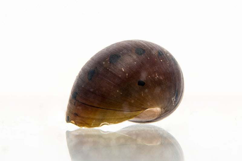 JA Tiger Nerite Snail, a small freshwater snail with distinctive orange and black striped shell on a smooth aquarium background.