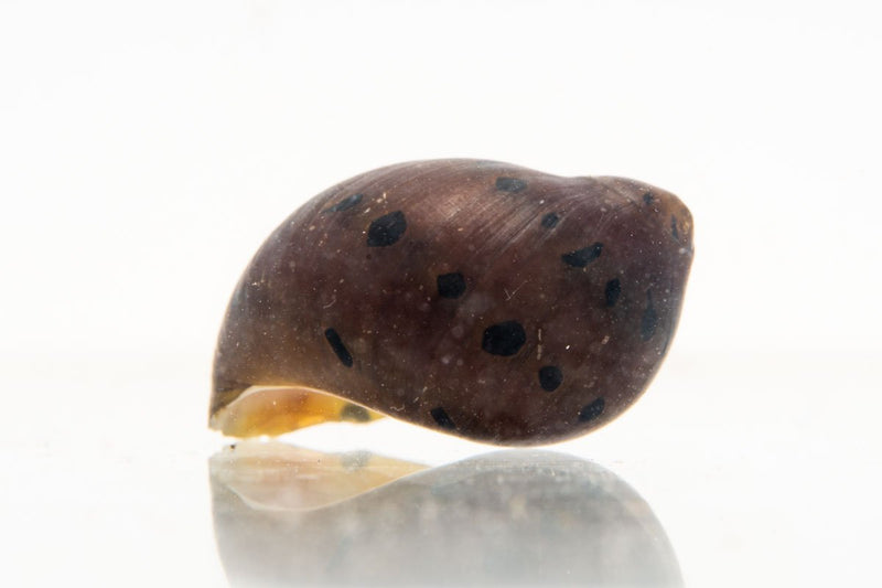 JA Tiger Nerite Snail resting on aquarium glass, showcasing distinctive orange and black striped shell.