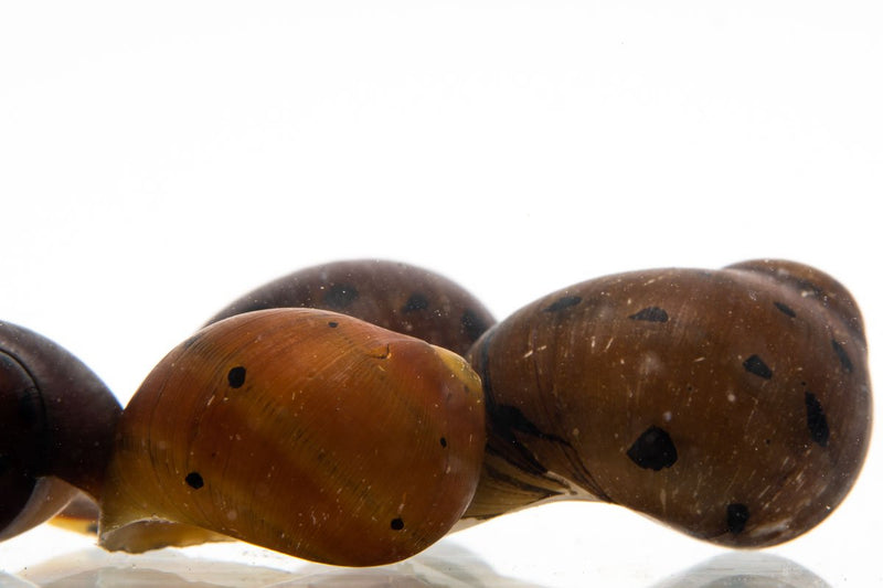 JA Tiger Nerite Snail, a small aquatic snail with distinctive orange and black striped shell, ideal for freshwater aquariums.