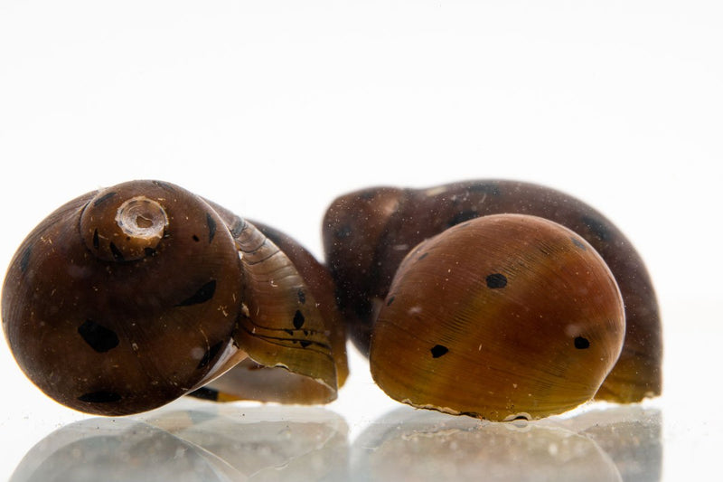 JA Tiger Nerite Snail showing distinctive orange and black striped shell, ideal for freshwater aquariums.