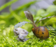 JA Tiger Nerite Snails resting on aquarium rocks, showcasing their distinctive orange and black striped shells.