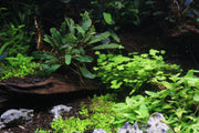 Bucephalandra Titan 2 Aquatic Plant - Buce Plant
