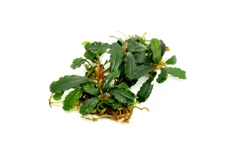 Bucephalandra Titan 2 Aquatic Plant - Buce Plant