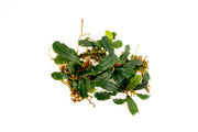 Bucephalandra Titan 2 Aquatic Plant - Buce Plant