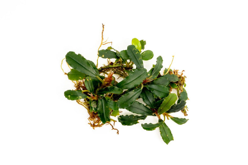 Bucephalandra Titan 2 Aquatic Plant - Buce Plant