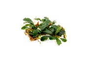 Bucephalandra Titan 2 Aquatic Plant - Buce Plant