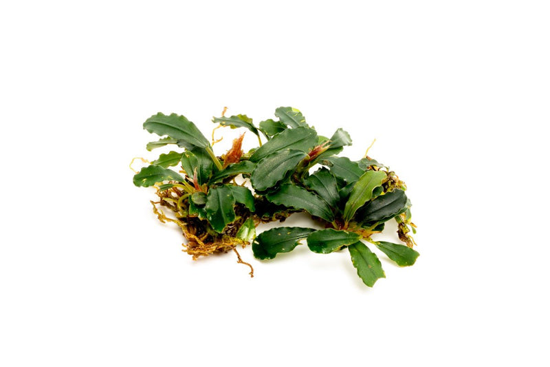 Bucephalandra Titan 2 Aquatic Plant - Buce Plant