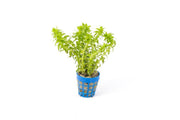 Healthy Tonina Fluviatilis aquatic plant from IS, featuring vibrant green stems and delicate leaves suitable for freshwater aquariums.