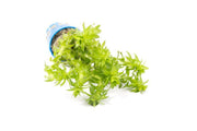 Healthy Tonina Fluviatilis aquatic plant from IS, with vibrant green stems and fine, delicate leaves in a freshwater aquarium setting.