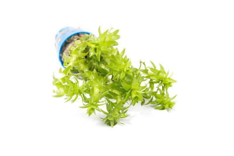 Healthy Tonina Fluviatilis aquatic plant from IS, with vibrant green stems and fine, delicate leaves in a freshwater aquarium setting.